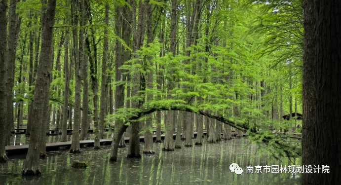 兴化李中水上森林公园——华东鸟天堂的焕然新生·苏中九寨沟的重塑再造